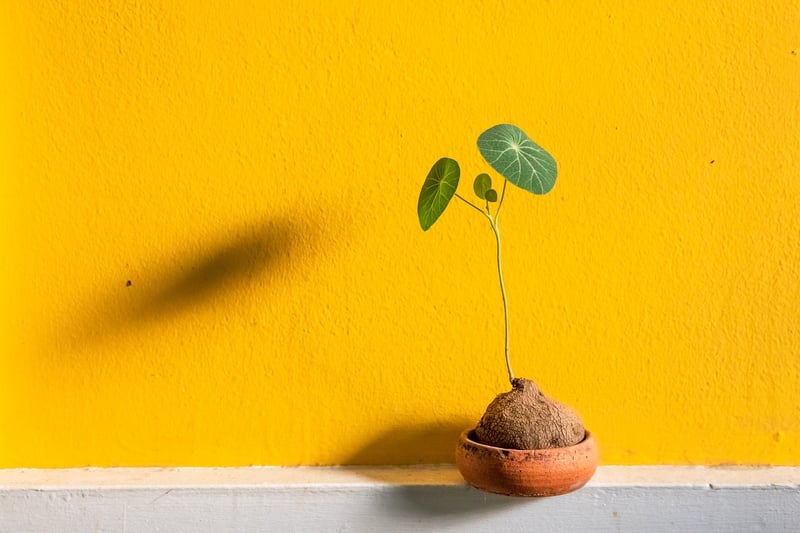 Botanical Clay Figures