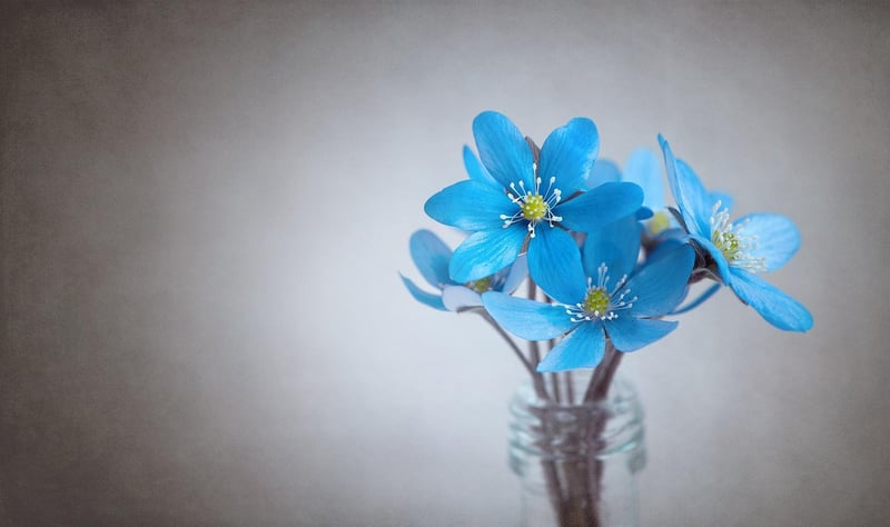 Pressed Flowers