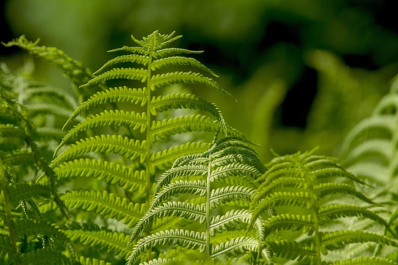 Living Plant Creations