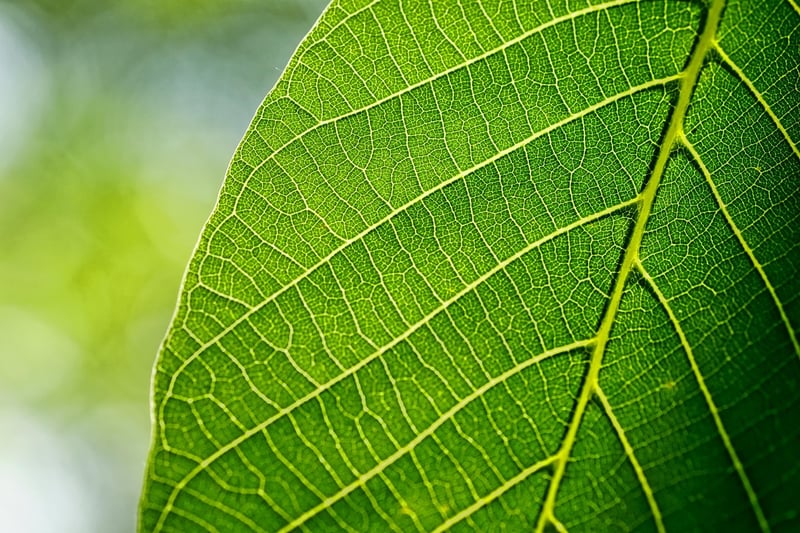Foliage Art Exhibit