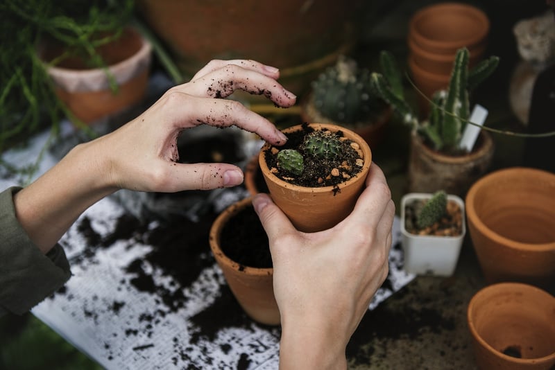 Decorative Plant Design