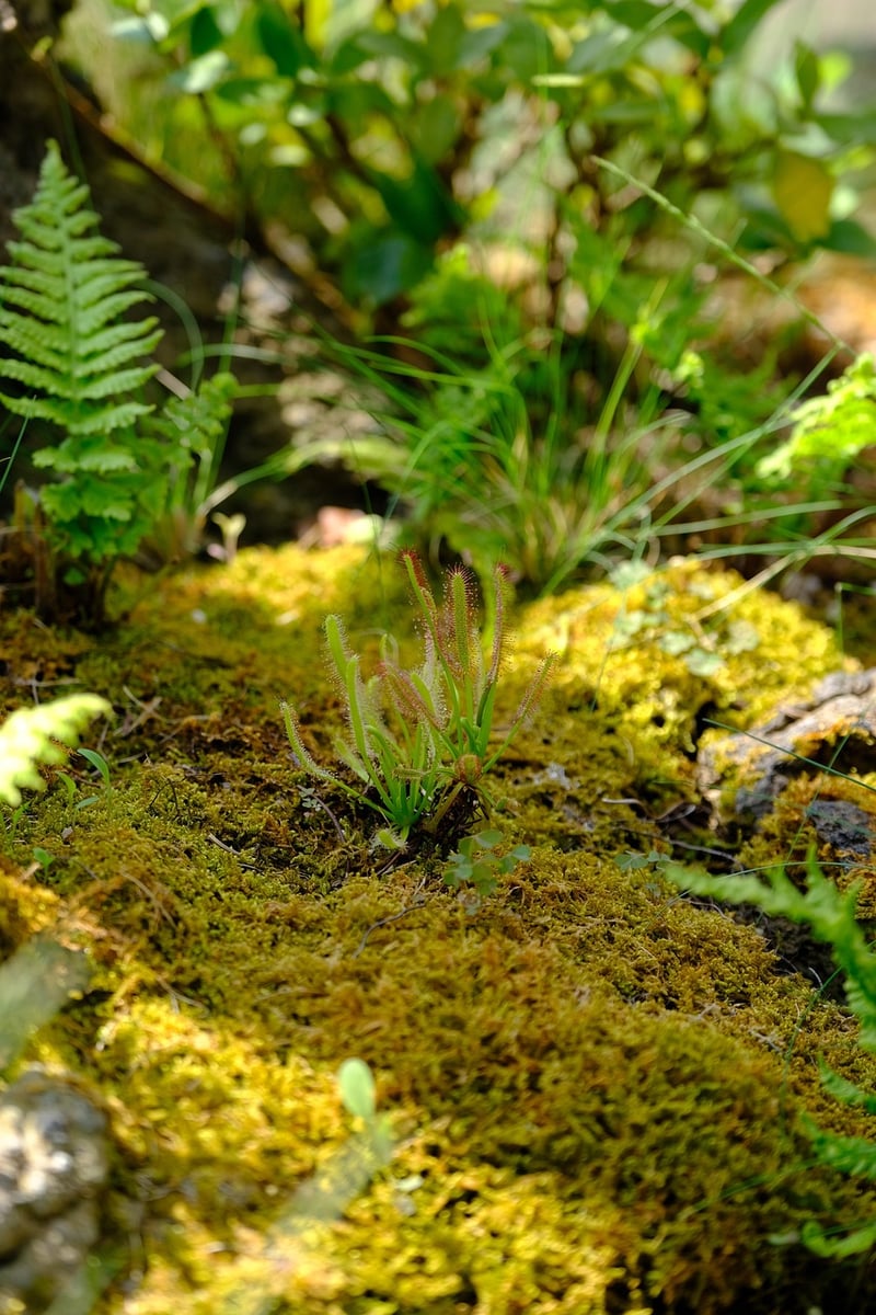 Terrarium Sculpture